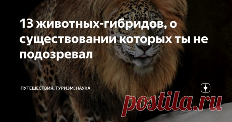 13 животных-гибридов, о существовании которых ты не подозревал После этой статьи обращаться ко вторым половинкам можно будет с более оригинальными названиями животных, нежели «киса» и «зайка».
Зеброид
Животное, получившееся с помощью генетического скрещивания зебры и осла. Выводить вид начали во время англо-бурской войны. Из четырех существующих зеброидов один живет в России. И как бы мило они не выглядели, это агрессивные животные.
Лигр