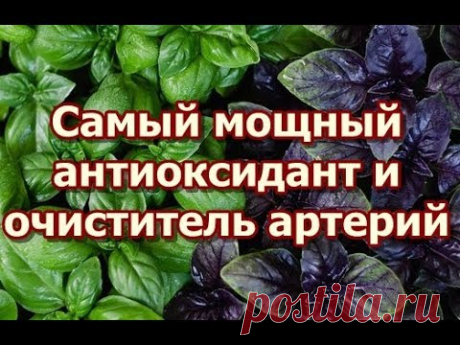 Полезные советы для вашего здоровья - без лекарств: Базилик Самый мощный антиоксидант и очиститель артерий