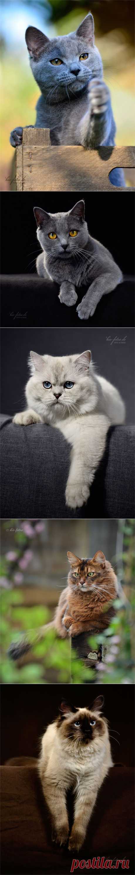 Красивые кошки от Kio Katzenfotos.