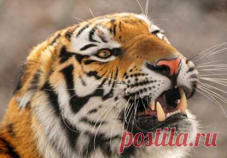 Амурский уссурийский тигр фото