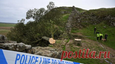 В Британии спилили 300-летнее «дерево Робин Гуда», ведётся расследование. В Британии продолжается расследование после того, как 16-летний подросток, предположительно, спилил самое известное в стране 300-летнее «дерево Робин Гуда». Платан находился около вала Адриана (системы римских оборонительных укреплений) в графстве Нортумберленд. Полиция показала фотографии с места происшествия, на которых видно, что дерево спилено и повалено. Читать далее