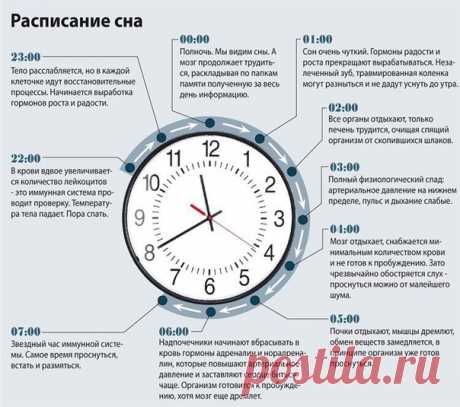 Рaбота оргaнизма пeред cном и во врeмя