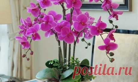 Необычную подкормку для орхидеи мне подсказала продавщица цветочного магазина, после которой она полностью покроется цветами Необычная подкормка для орхидеи