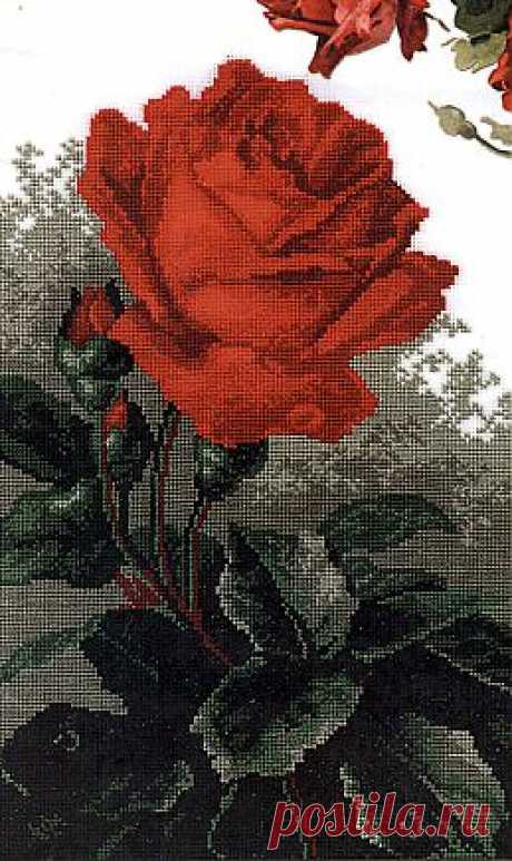 Красная роза..