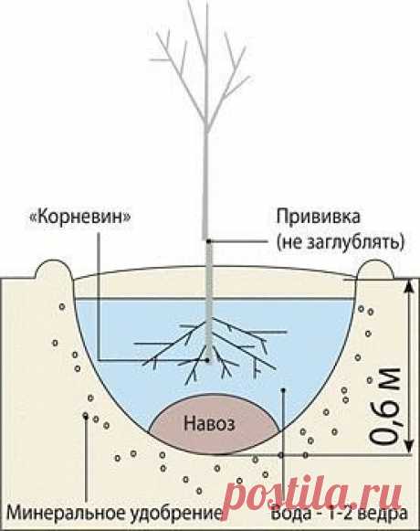 КАК ПРАВИЛЬНО ПОСАДИТЬ МОЛОДОЕ ДЕРЕВО