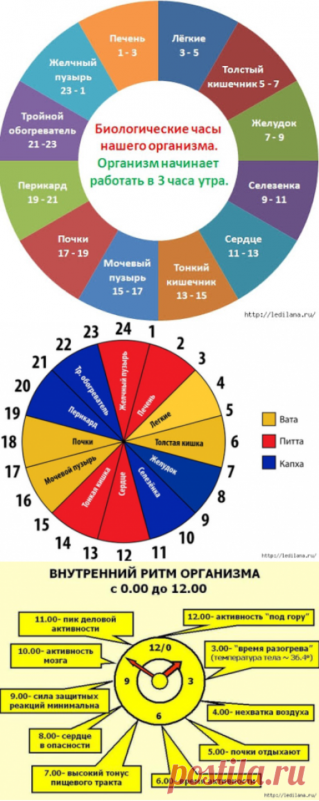 Мастера и умники: Часы работы нашего организма