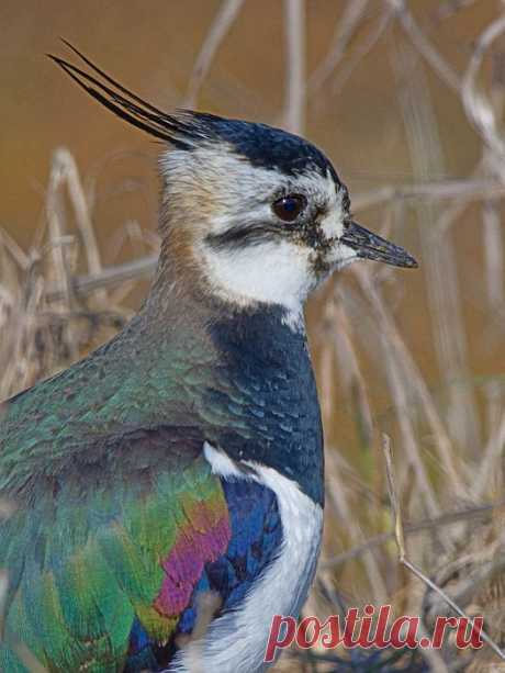 Abibe (Vanellus vanellus) na Lezíria de V. Franca de Xira, em 31-12-2016.