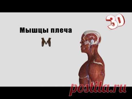 Мышцы плеча - детальный обзор 3д