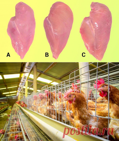 Производители хранят молчание: вся правда о магазинной куриной грудке