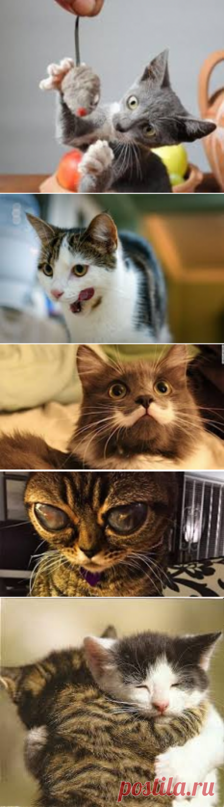 cats - Google Search