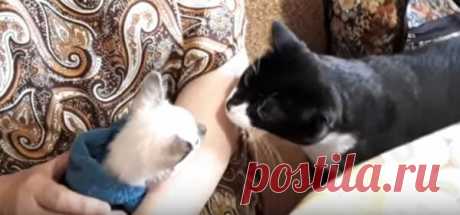 Лева и котенок Барсик: история привыкания друг к другу | Котизм | Яндекс Дзен