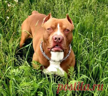 pitbull terrier for sale - Поиск в Google