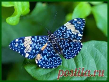 фото красивых бабочек мира: 11 тыс изображений найдено в Яндекс.Картинках