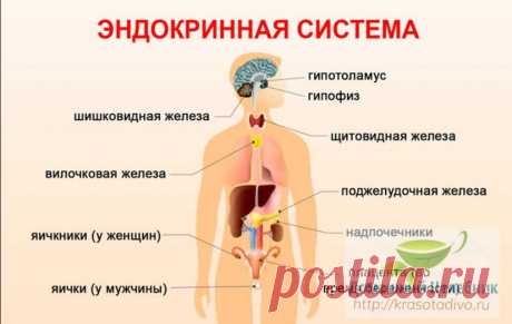 Советы гомеопата: как лечить щитовидку без гормонов и почему гормоны приближают старость 
Эндокринная система – одна из самых сложных систем нашего организма. Вырабатываемые ею гормоны руководят, без преувеличения, всеми процессами жизнедеятельности.


И так же чутко она реагирует на любо…