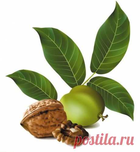 Соффид - Зелёный грецкий орех
