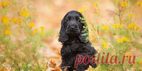 Шестилапого щенка нашли на парковке в Великобритании | Pinreg.Ru