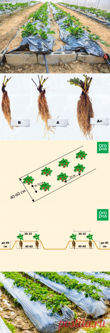 Выращивание клубники на высоких грядках по финской технологии | Земляника (Огород.ru)