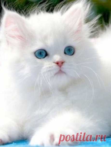 Breeds of Cats With Blue Eyes | Funny cats