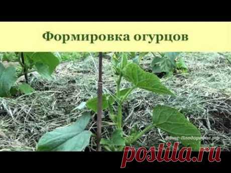 Выращивание огурцов, арбузов и дынь - YouTube