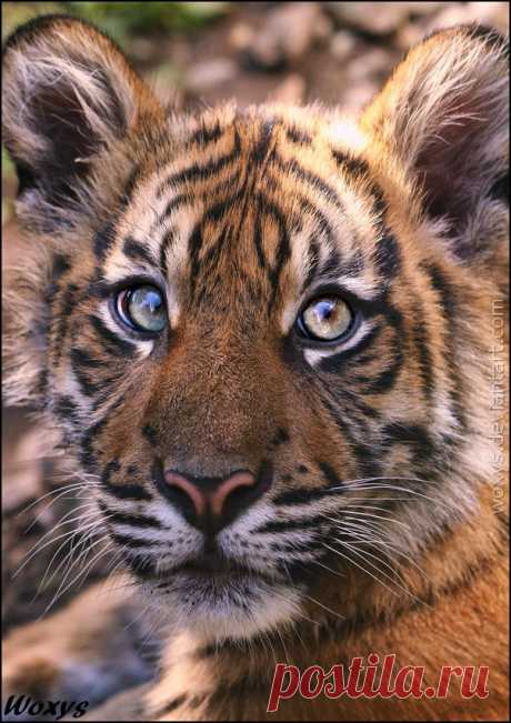 Фото Маленький тигренок крупным планом, by woxys, страница