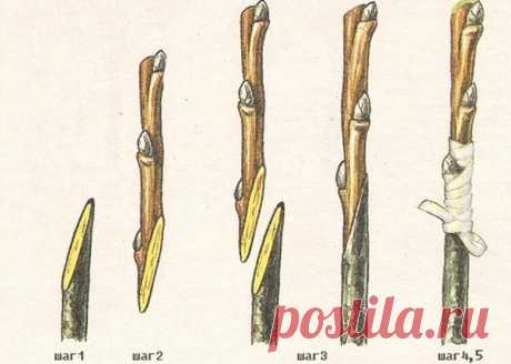 Копулировка - способ прививки деревьев и кустарников