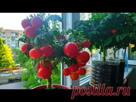 Томаты на балконе. Результат выращивания томата сорта Красная Шапочка на подоконнике.