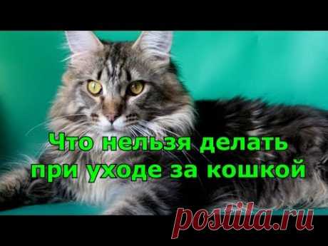 При уходе за кошкой.50 +