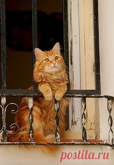 Every cat should have a balcony - Imgur