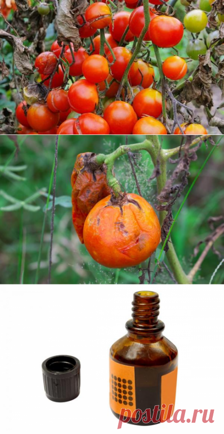 Фитофтороз помидоров: народные методы борьбы с фитофторой