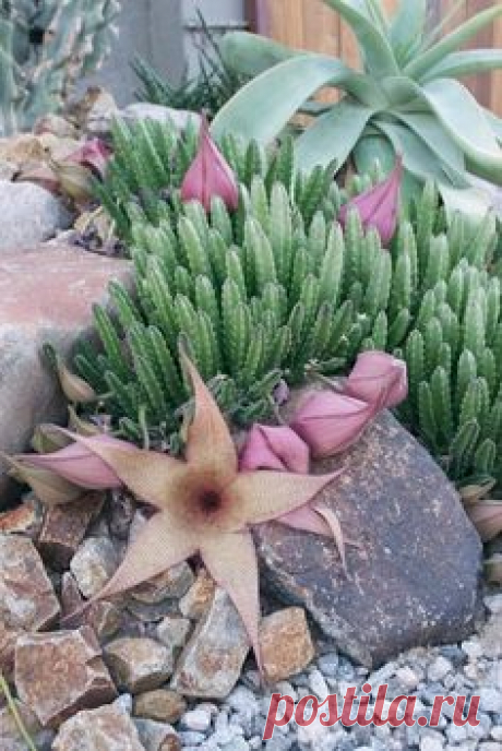 Stapelia gigantea