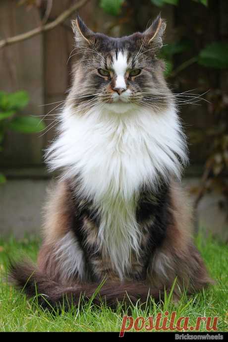 Maine Coon Mario | Flickr - Photo Sharing!