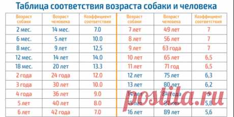 Единственная правильная таблица! Сколько лет вашему питомцу &quot;по-человечески&quot;? - Интересно всем