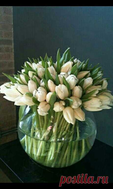 White tulips