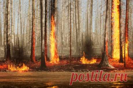 Жителя Иркутской области обяжут выплатить 1,5 млн рублей за лесной пожар. Мужчина развел костер, который впоследствии перекинулся на лес.