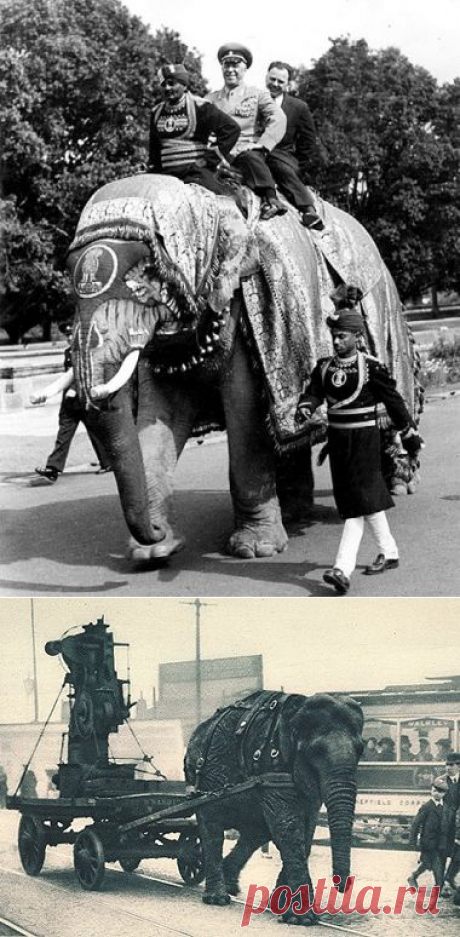 Маршал Жуков на боевом слоне. Реальная история советского маршала | Я так вижу