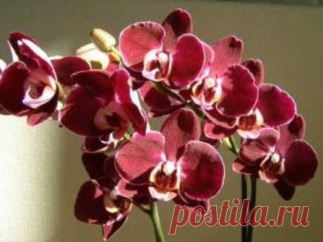 Кислота для орхидей: янтарная кислота