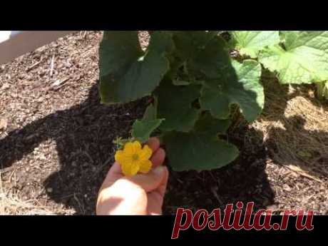 Как стебель огурца плетётся по сетке / Как я пасынкую огурцы / Growing cucumbers - YouTube