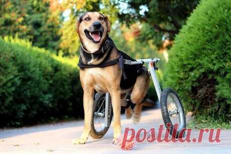 В Японии мужчина сконструировал более 3 тыс. инвалидных колясок для собак | Живой мир - природа