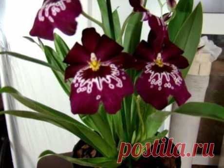 Орхидея и орхидеи Мильтония. Орхидеи Ванда, Дендробиум, Камбрия, Мильтония, Фаленопсис