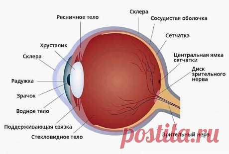 БАБУШКИН РЕЦЕПТ!!! 

ЗРЕНИЕ ВОЗВРАЩАЕТСЯ БЕЗ ОПЕРАЦИИ!!! 

0,5 кг свежих листьев алоэ (снятых так, чтобы не повредить ствол растения) заворачивают в плотную черную бумагу или фольгу, чтобы свет не проникал внутрь. 

Ни мыть, ни резать листья не надо. Этот сверток поместить в холодильник и держать 2 недели при температуре 3—5 градусов. Затем алоэ вынуть, срезать бритвой колючки, промыть и быстро пропустить через мясорубку. Полученную кашицу смешать с 0,5 кг хорошего меда (е...