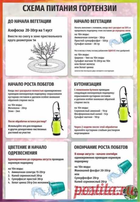 Полезная памятка, по питанию гортензии