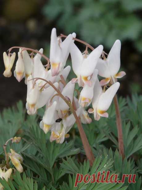 Дицентра клобучковая (Dicentra cucullaria).  |  Ботанический сад • Тверь - Публикации