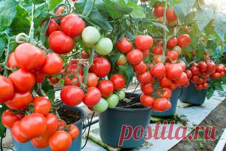Как продлить жизнь кусту помидора и увеличить урожай