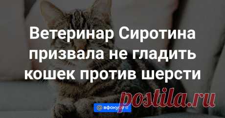 Ветеринар Сиротина призвала не гладить кошек против шерсти Ветеринар, фелинолог Ангелина Сиротина посоветовала не гладить кошек против шерсти.