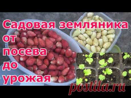 Садовая земляника из семян от посева до урожая. Посев, пикировка, высадка в грунт, выращивание, уход