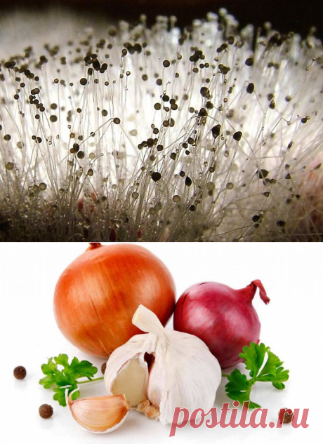 Марва Оганян: Если хотите, чтобы Ваш организм был свободен от грибов, не давайте им пищу! - здоровье на портале ПЛАНЕТА СЕМИНАРОВ