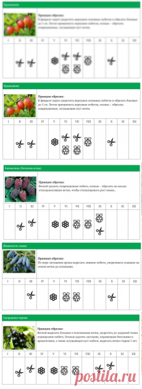 КАЛЕНДАРЬ ОБРЕЗКИ ЯГОДНЫХ КУСТАРНИКОВ