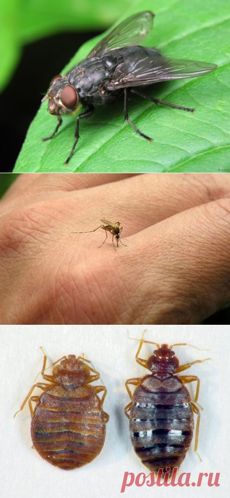 Народные средства борьбы с мухами, комарами и клопами! » Женский Мир