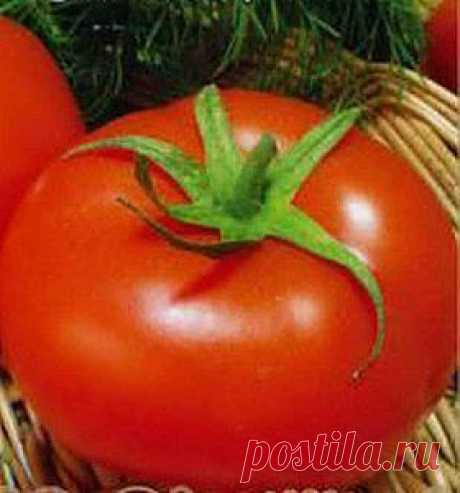 Как вырастить рассаду крупных томатов, интересный способ | Дача - впрок