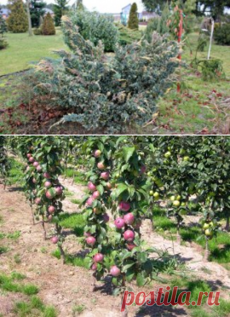 Лучшие сорта колоновидных яблонь – фото и описания | В саду (Огород.ru)